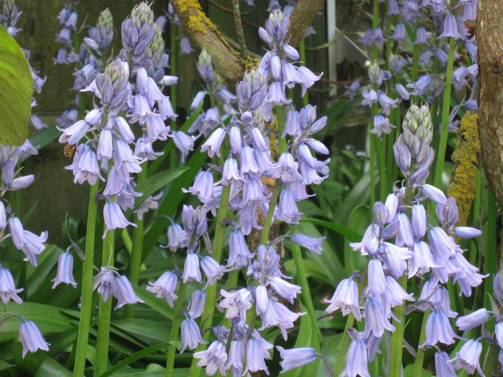 Bluebell Lodge And Cottage Hastings Kültér fotó